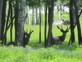 A jelenie patrzą "na nowych jeleni" z sąsiedztwa