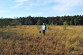 Torfowisko przy jeziorze Moszne (Pojezierze Łęczyńsko- Włodawskie). Październik 2010. Na zdjęciu: dr Małgorzata Poniewozik.Fot. A. Artemiuk