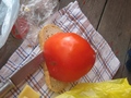 kanapka z pomidorem :)