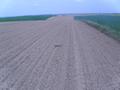 Gleba brunatna-pole przygotowane do zasiewu w Rogalinie