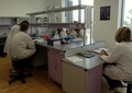 Zajęcia laboratoryjne: Inżynieria genetyczna
