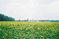 Przy złej pogodzie żółte pole i niebieskie niebo nie wyjaśnia ukraińskich barw narodowych.