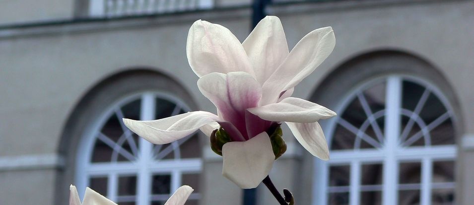 magnolia