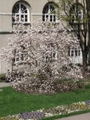 Wiosna idzie... magnolie na dziedzińcu KUL JP II