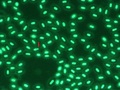 Test mikrojądrowy (MN). Widoczna fragmentacja jądra. Erytrocyty karpia
(Cyprinus carpio) barwione oranżem akrydyny.