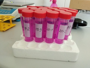 Próby na analizę zawartości węgla łatwodegradowalnego (EDC)