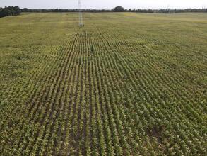 Uprawa w systemie orkowym, nawożenie 100%