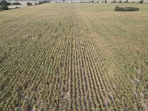 Uprawa w systemie bezorkowym, nawożenie 60%