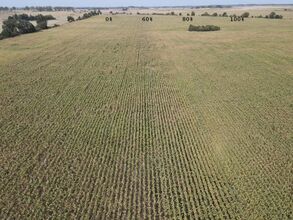 Gradient nawożenia w systemie bezorkowym