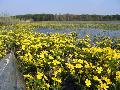 Tysiące kaczeńców tworzyły prześliczne żółte łąki